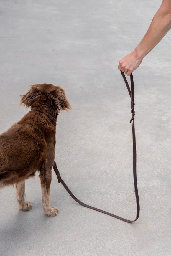 Hund